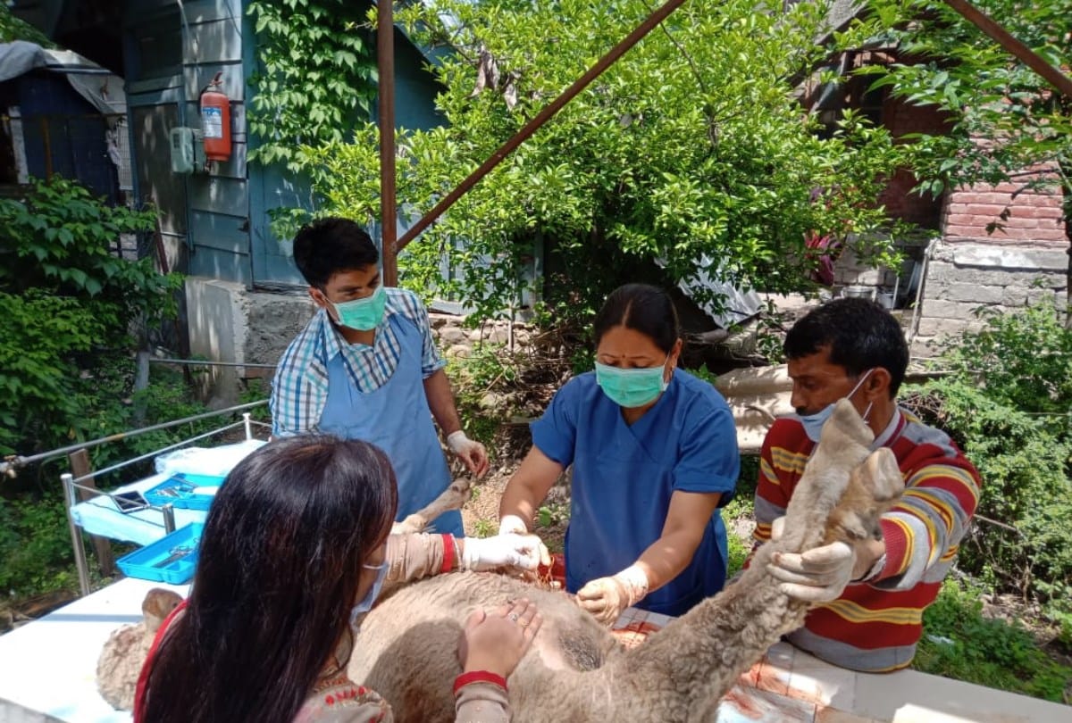 Nine sheeps crushed to death near Kullu Himachal Pradesh