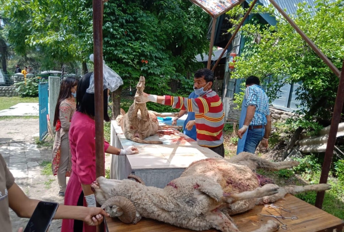 Nine sheeps crushed to death near Kullu Himachal Pradesh