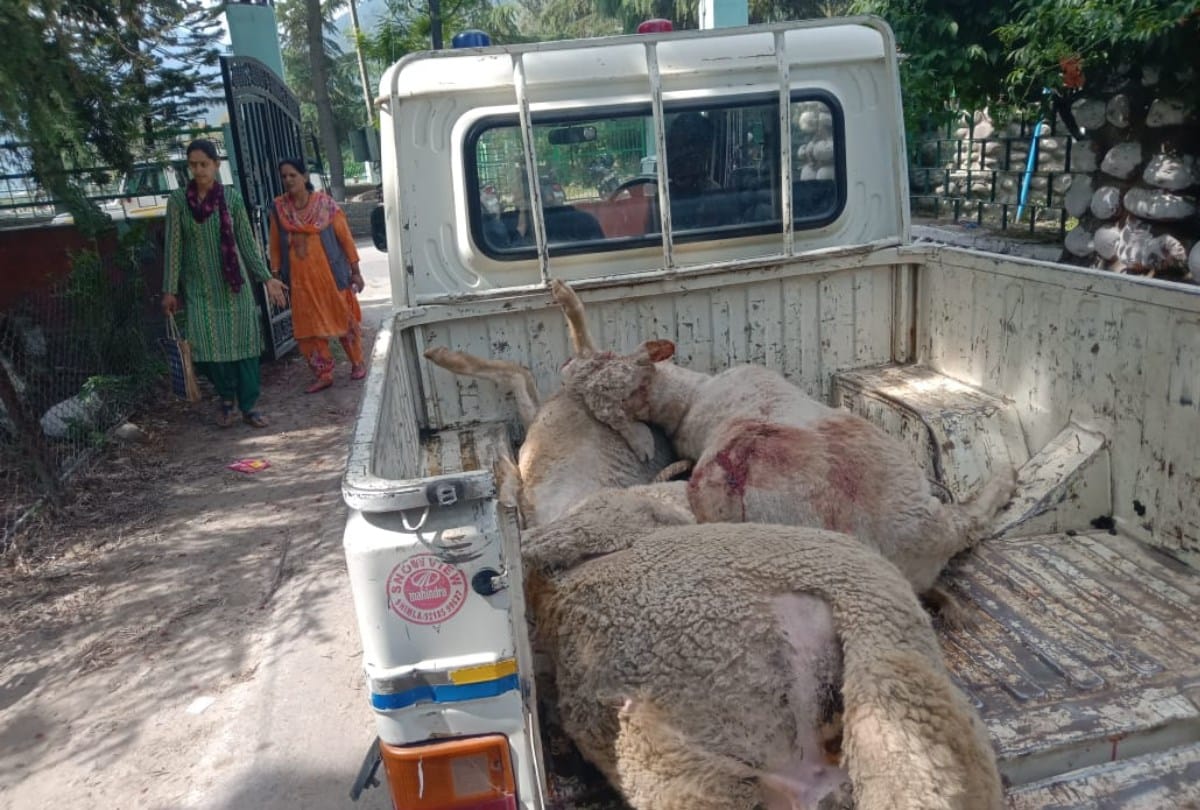 Nine sheeps crushed to death near Kullu Himachal Pradesh