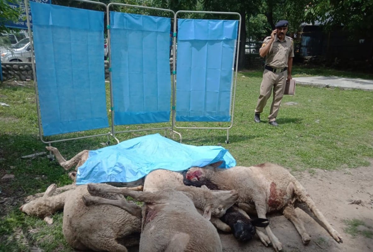 Nine sheeps crushed to death near Kullu Himachal Pradesh