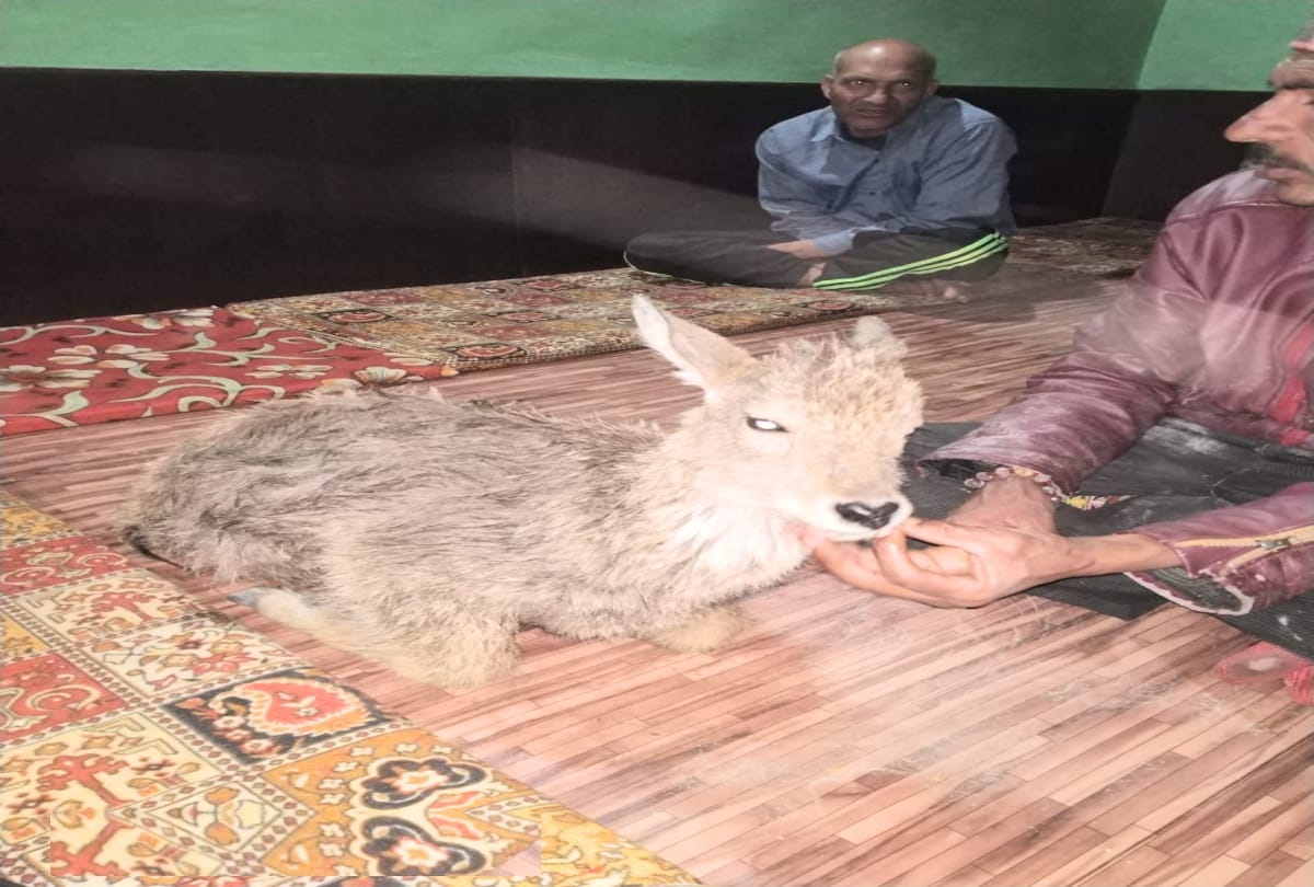 taxi driver saved the life of wounded baby deer in chamba