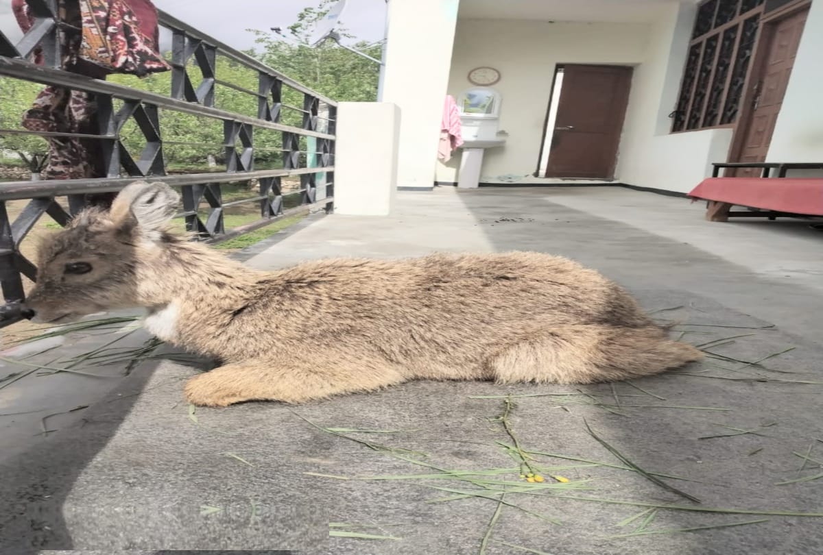 taxi driver saved the life of wounded baby deer in chamba