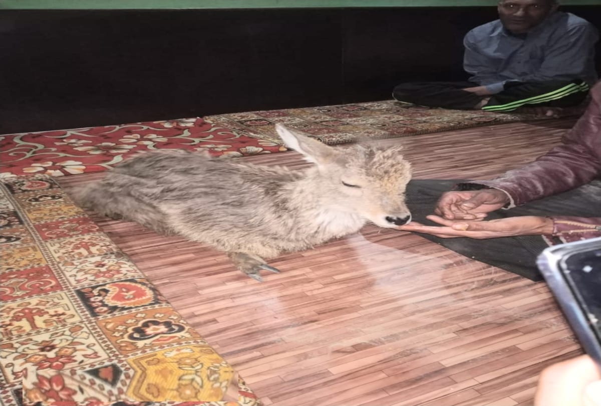 taxi driver saved the life of wounded baby deer in chamba
