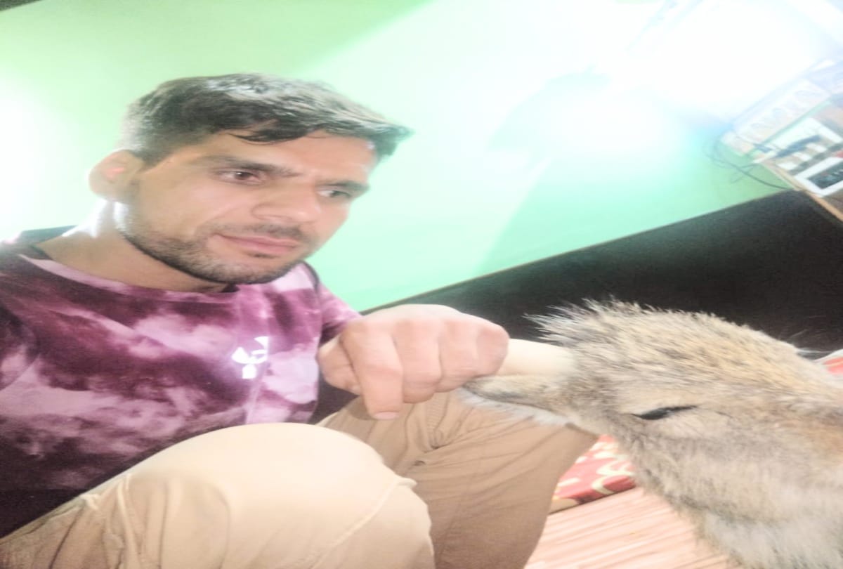 taxi driver saved the life of wounded baby deer in chamba