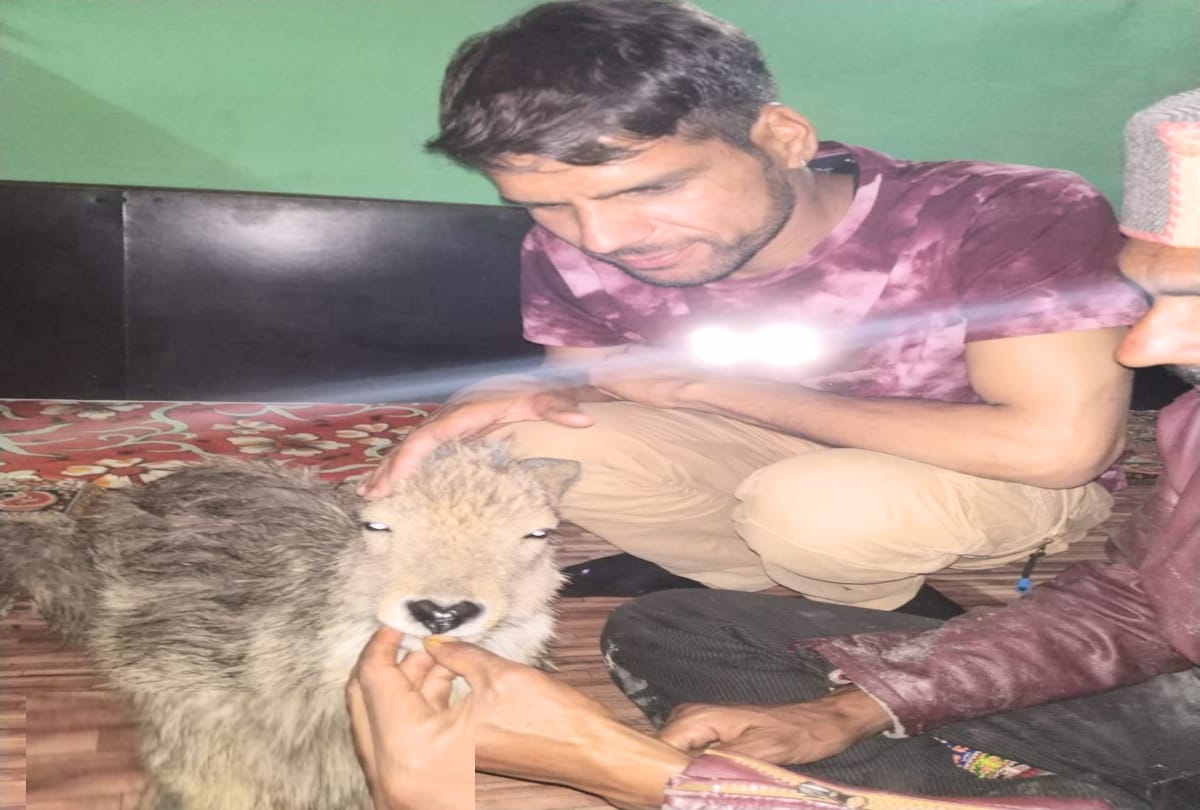 taxi driver saved the life of wounded baby deer in chamba