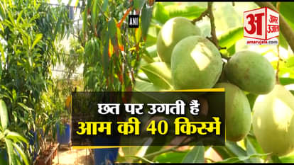 Kochi man grows 40 varieties of mangoes on his rooftop