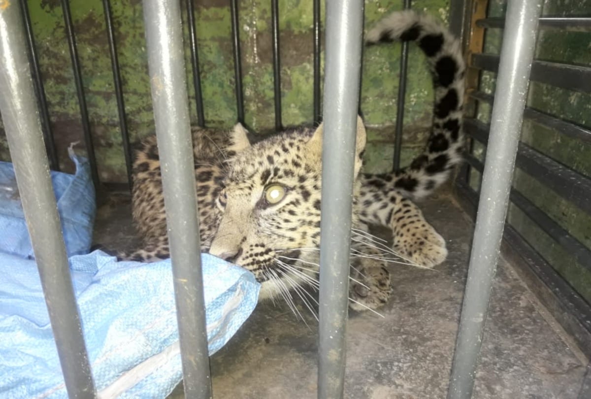 In a tremendous battle between two leopards one fell down in a tank in mandi