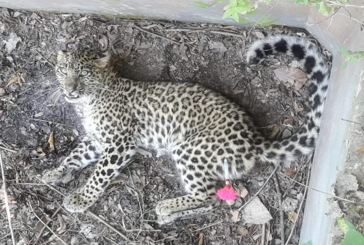 In a tremendous battle between two leopards one fell down in a tank in mandi