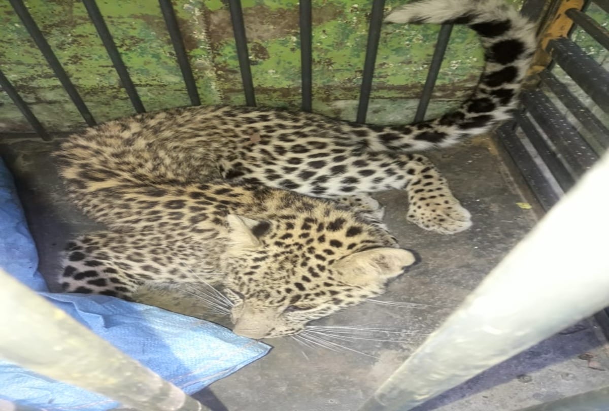 In a tremendous battle between two leopards one fell down in a tank in mandi