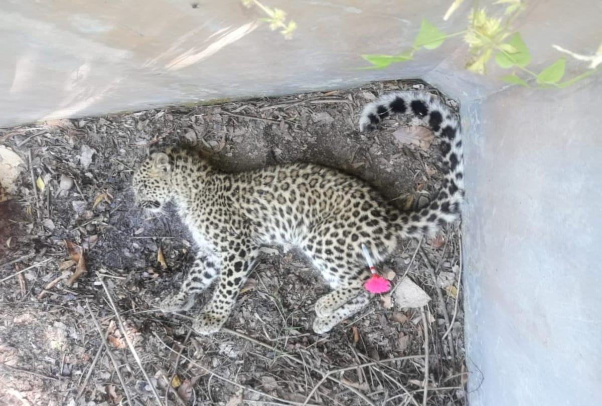 Leopard cub Dies due to hunger in Pithoragarh