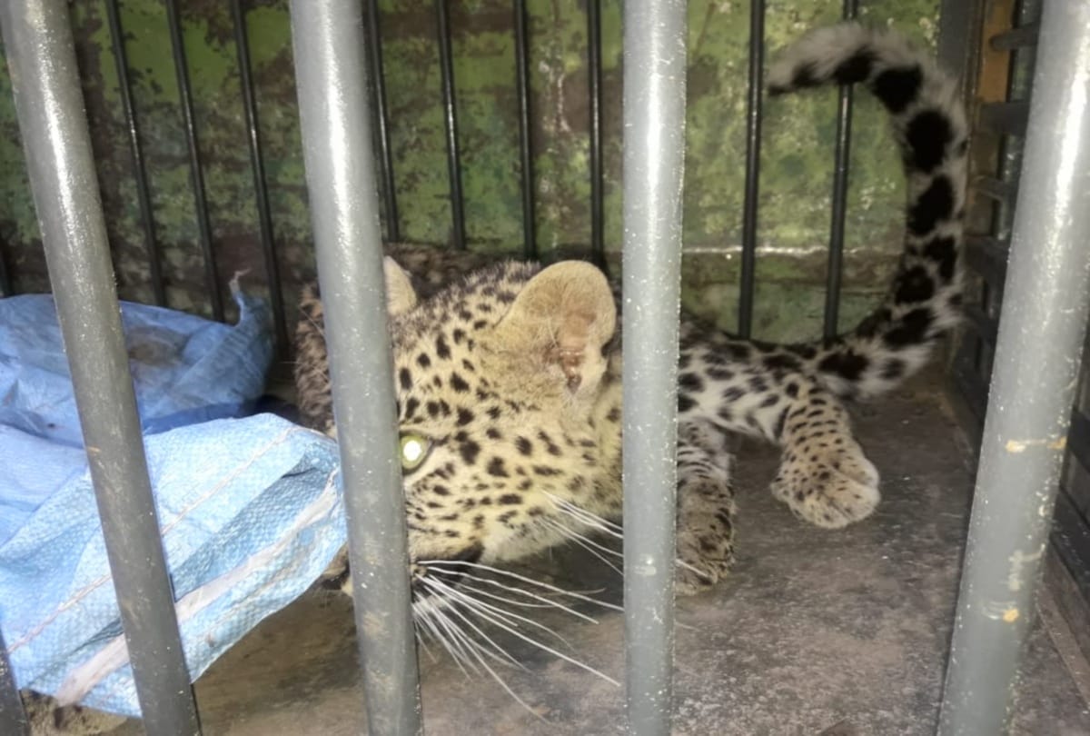 In a tremendous battle between two leopards one fell down in a tank in mandi