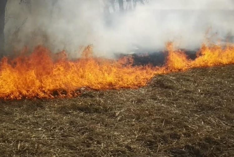 Farmers in Ludhiana's burn wheat straw