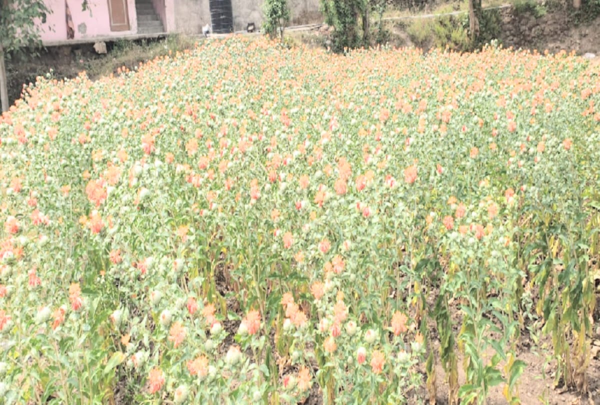 farmer started saffron cultivation in warmer areas in solan himachal