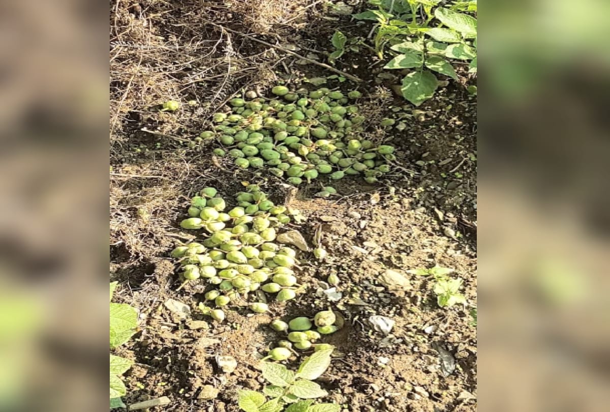 huge dropping of apples due to sprayof american chemicals in himachal