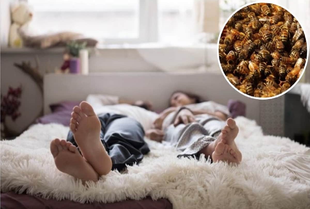 Shocking story Spanish Couple finds 80 thousand bees in his bedroom