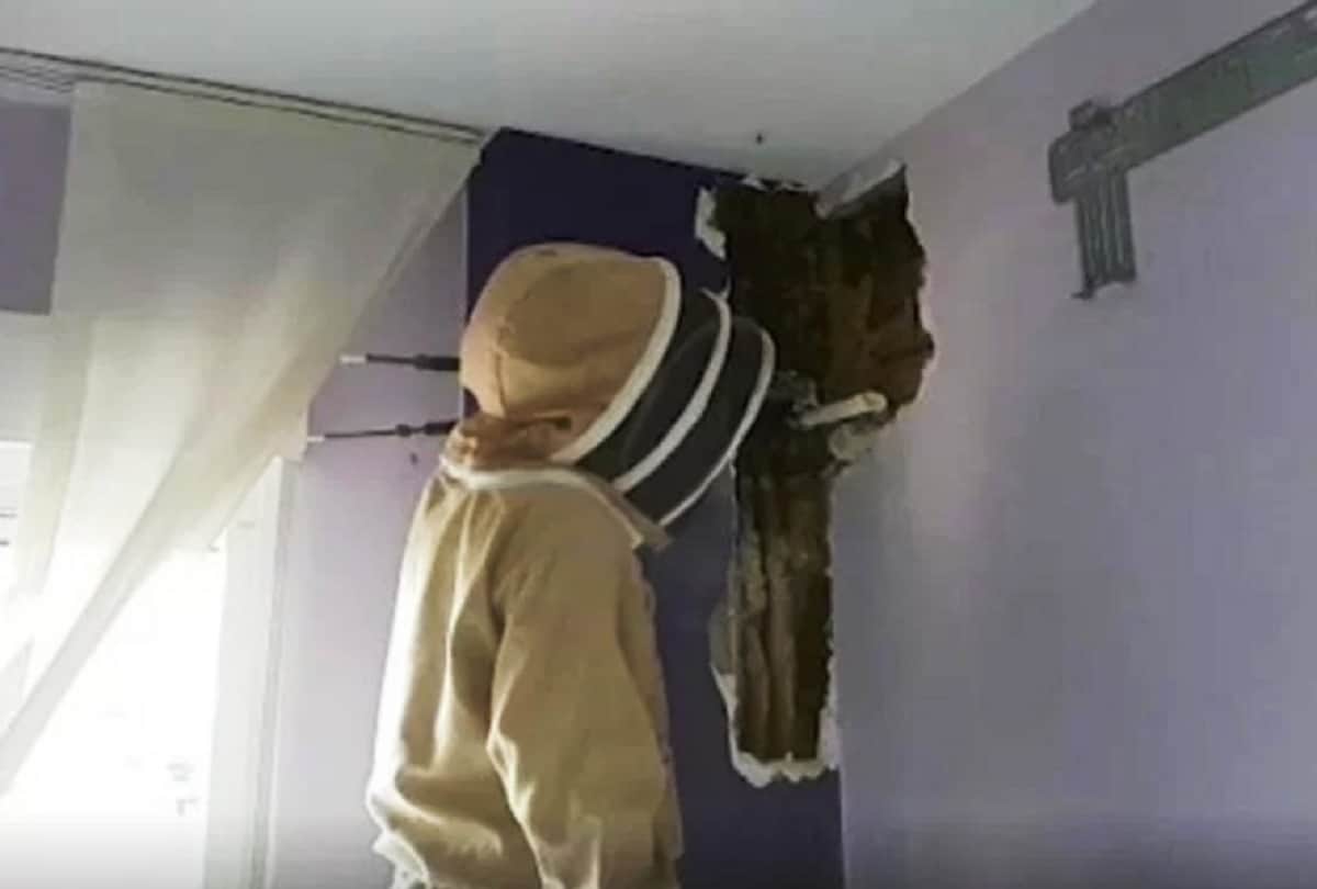 Shocking story Spanish Couple finds 80 thousand bees in his bedroom