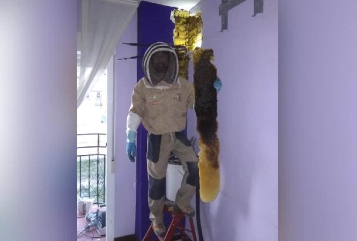 Shocking story Spanish Couple finds 80 thousand bees in his bedroom