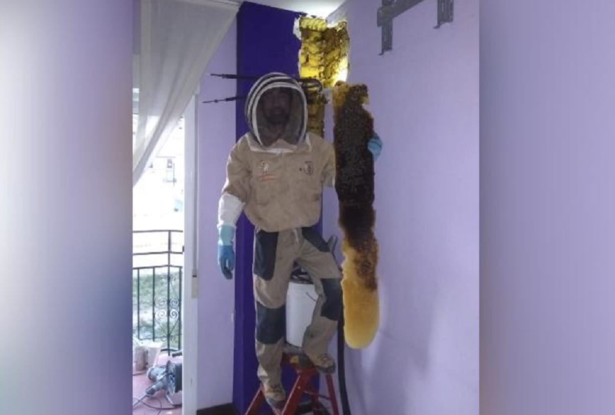 Shocking story Spanish Couple finds 80 thousand bees in his bedroom
