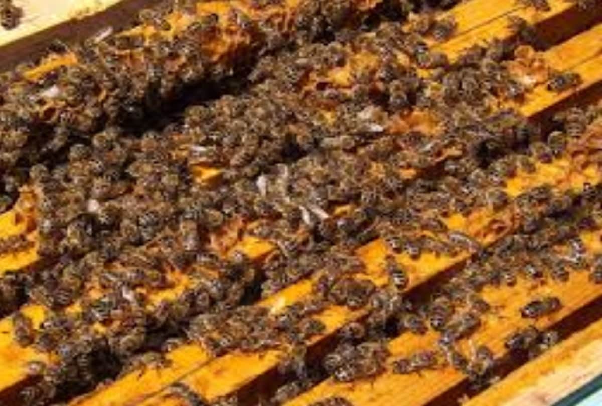 Interesting facts about honey bees that you should know