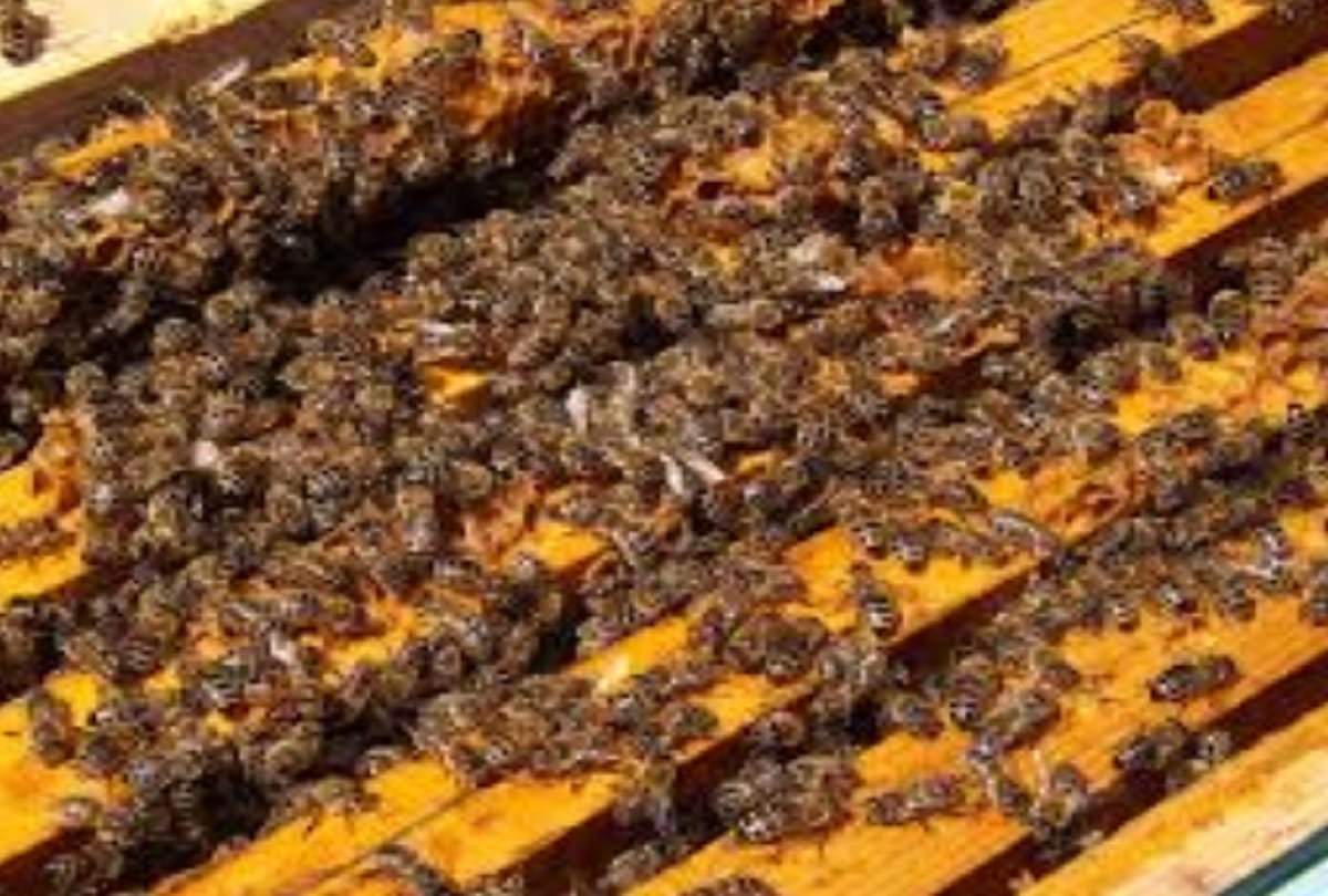 What will happen if insects are eliminated from the world