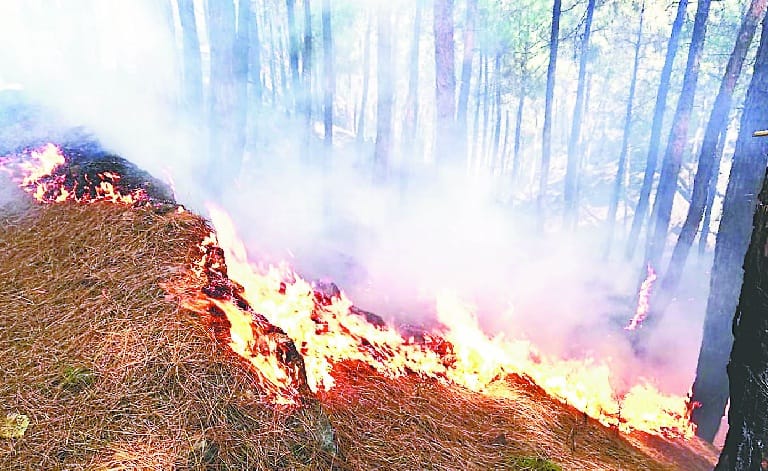 almora Forest burning