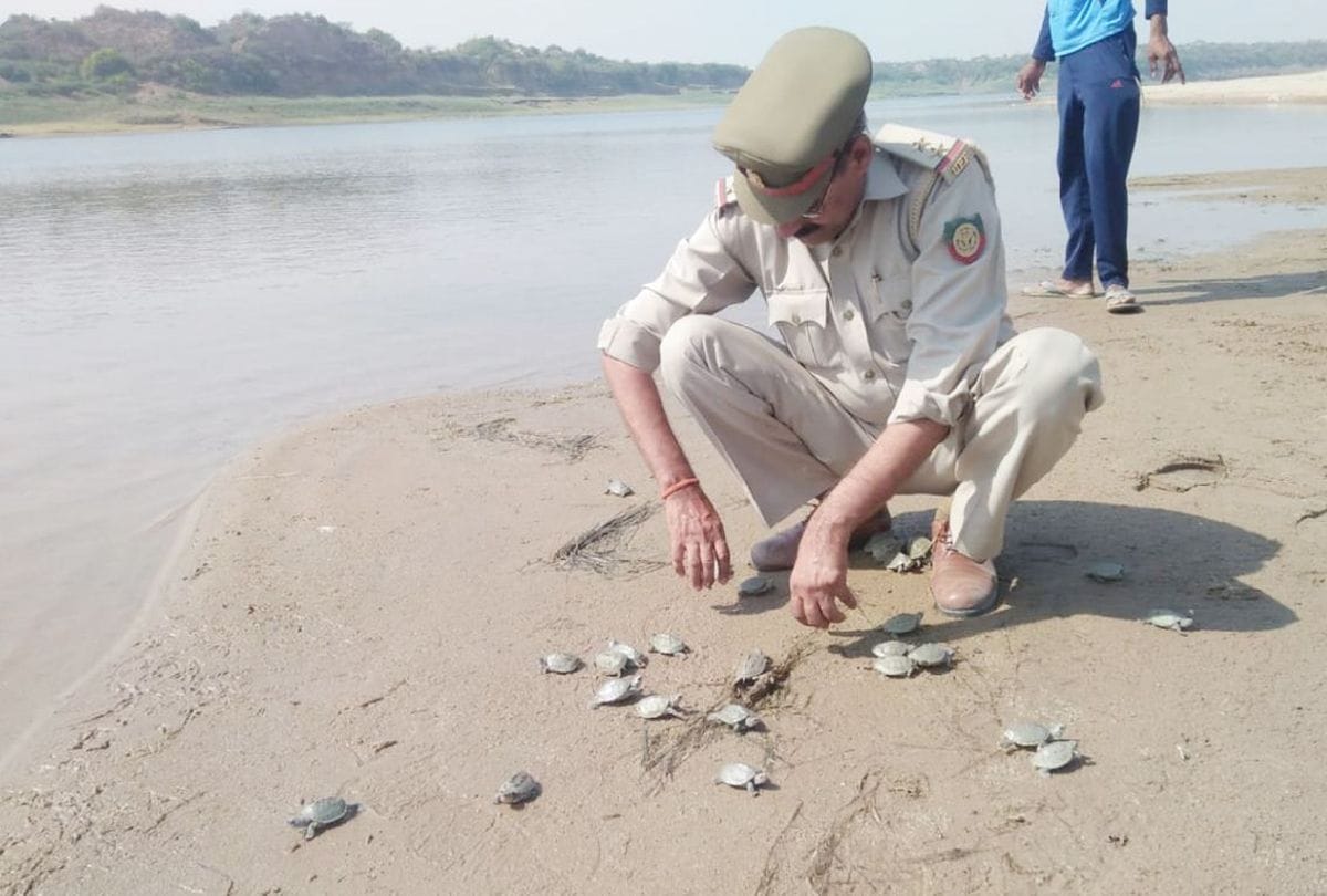 rare battagur turtles in chambal river