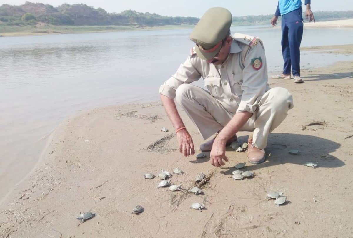 Hunt Of Tuetle In Bah One Found Died