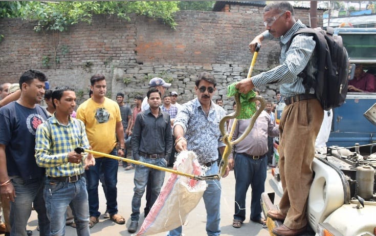 Seven foot tall Python rocks into the bonnet