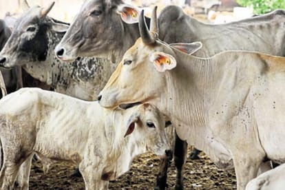 gopashtami 2019 significance and importance
