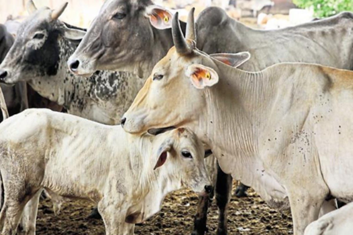 feng shui tips for keep cow house and shop prosperity