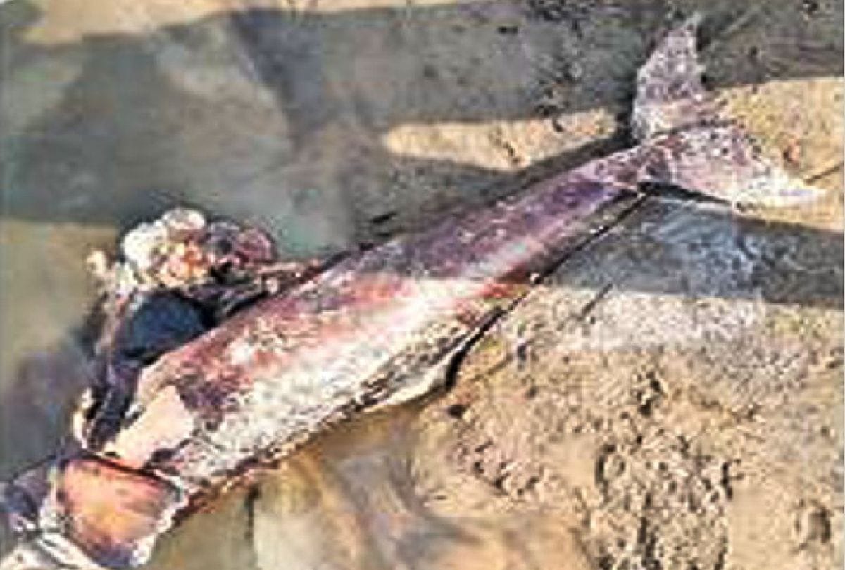 Dolphin fish found dead in Chambal river