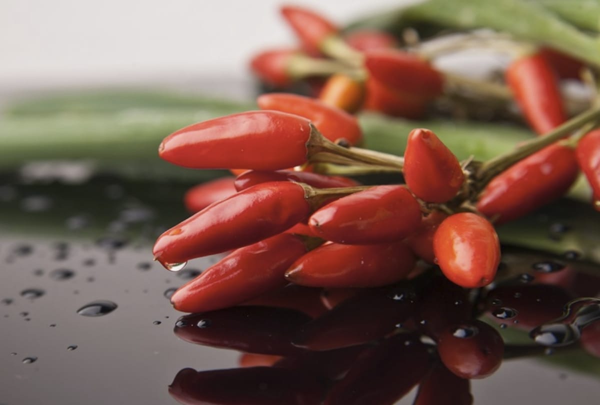 world's most spiciest chilli ginis world record chilli eating canadian eat 3 hottest chillies in 10 seconds