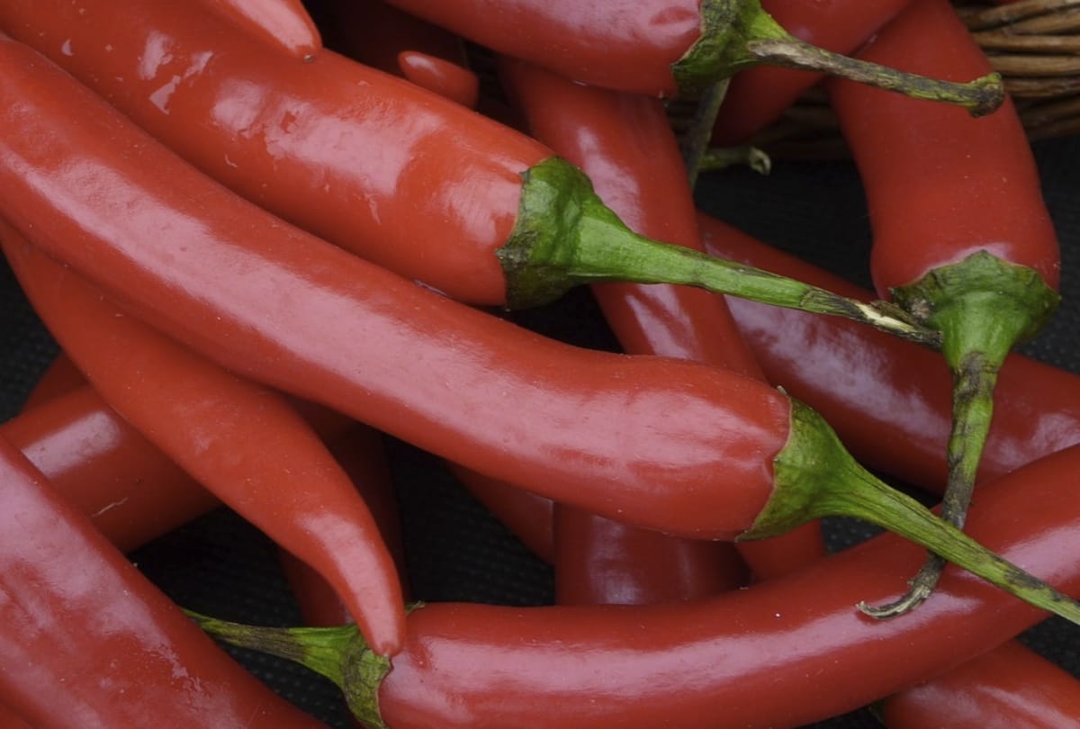 know best astro remedies of red chilly