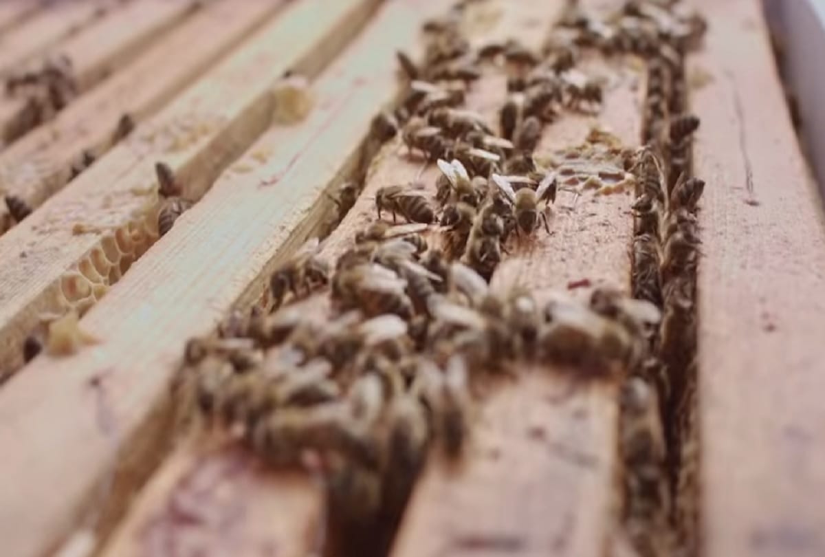 McDonalds opens Worlds smallest restaurant for bees in Sweden