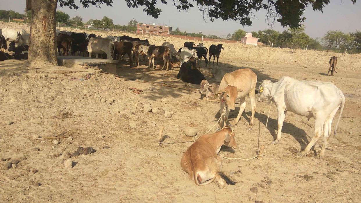 Fodder and water not available to cattle