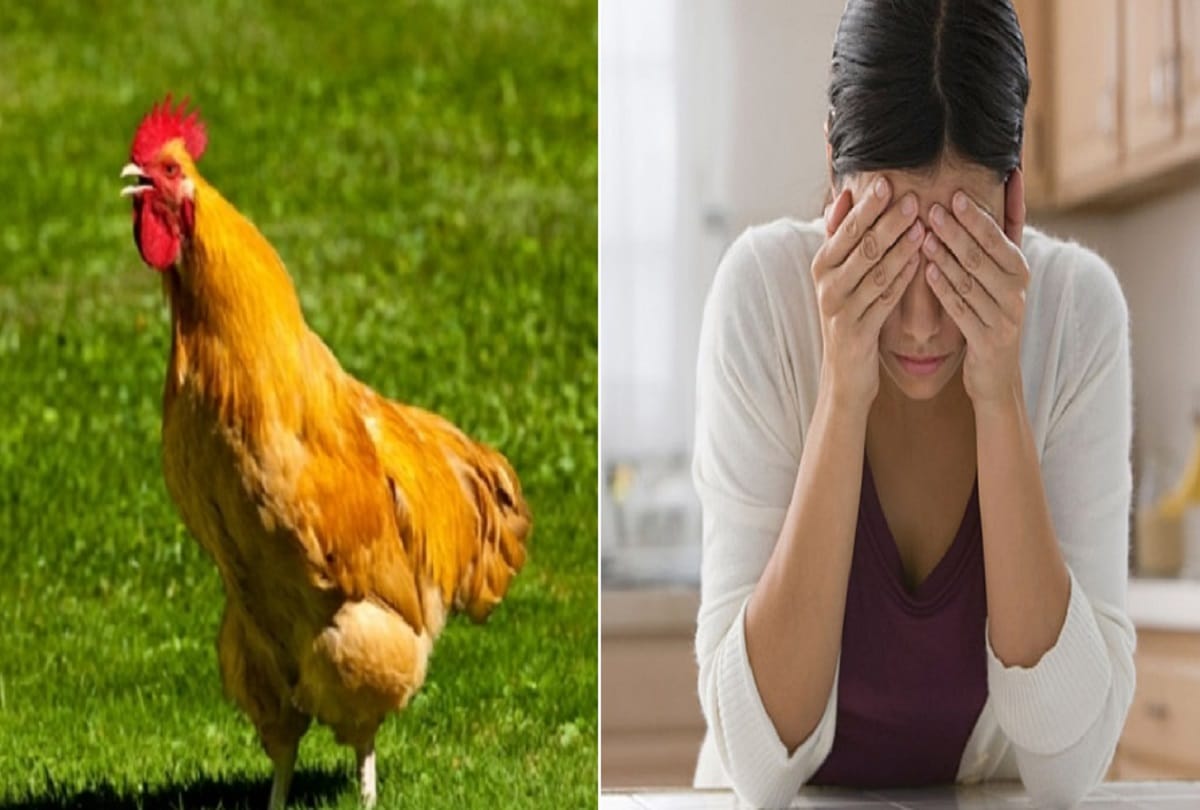 woman demands police action against rooster for disturbing her sleep in Maharashtra