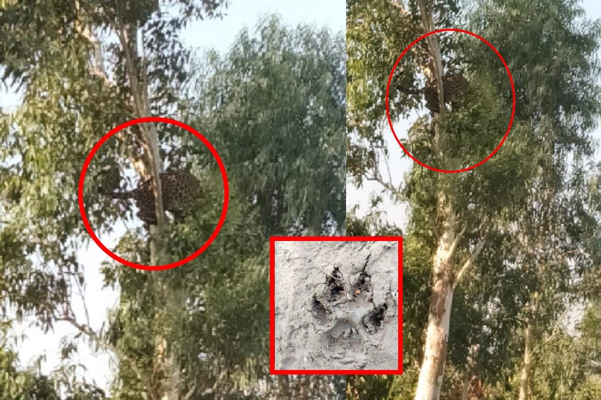 Muzaffarnagar: villagers panic after leopard appears in jungle