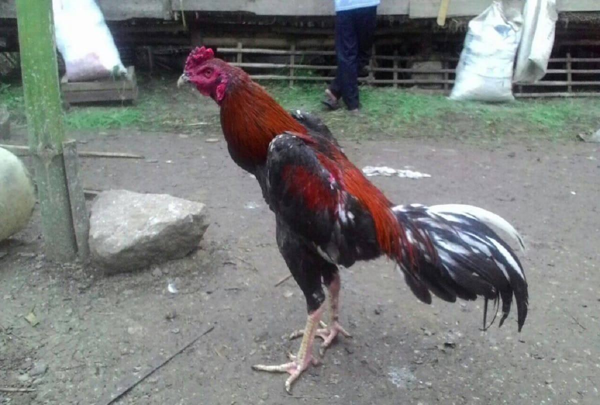 woman demands police action against rooster for disturbing her sleep in Maharashtra
