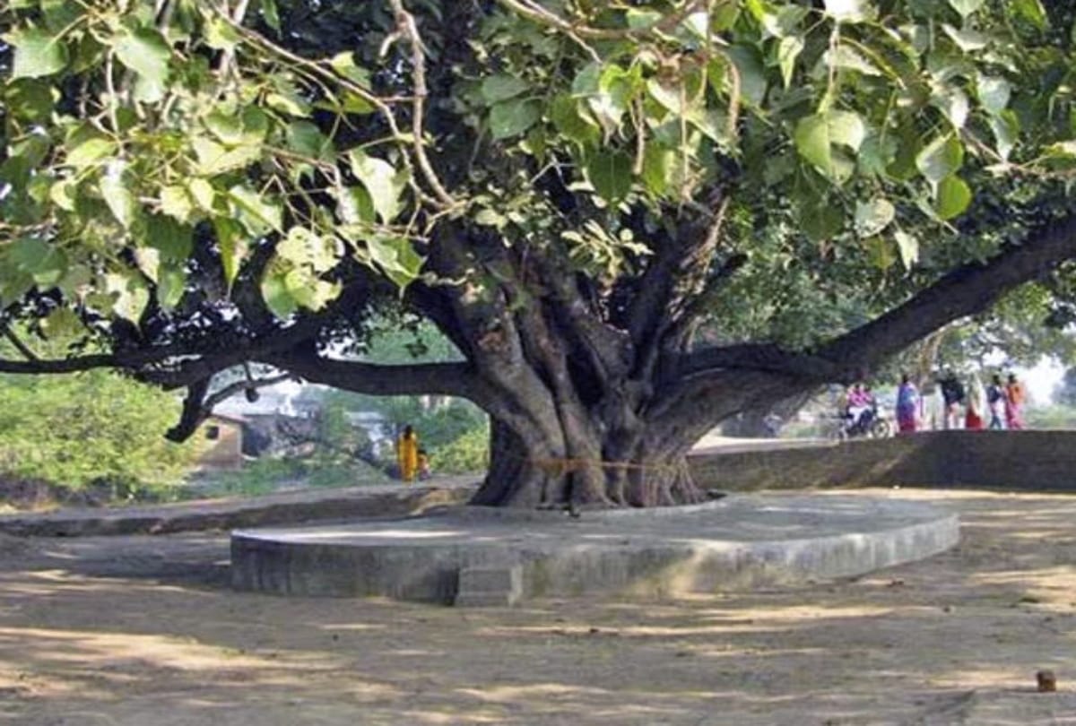 importance significance of Vat Savitri Vrat 2019 puja vidhi