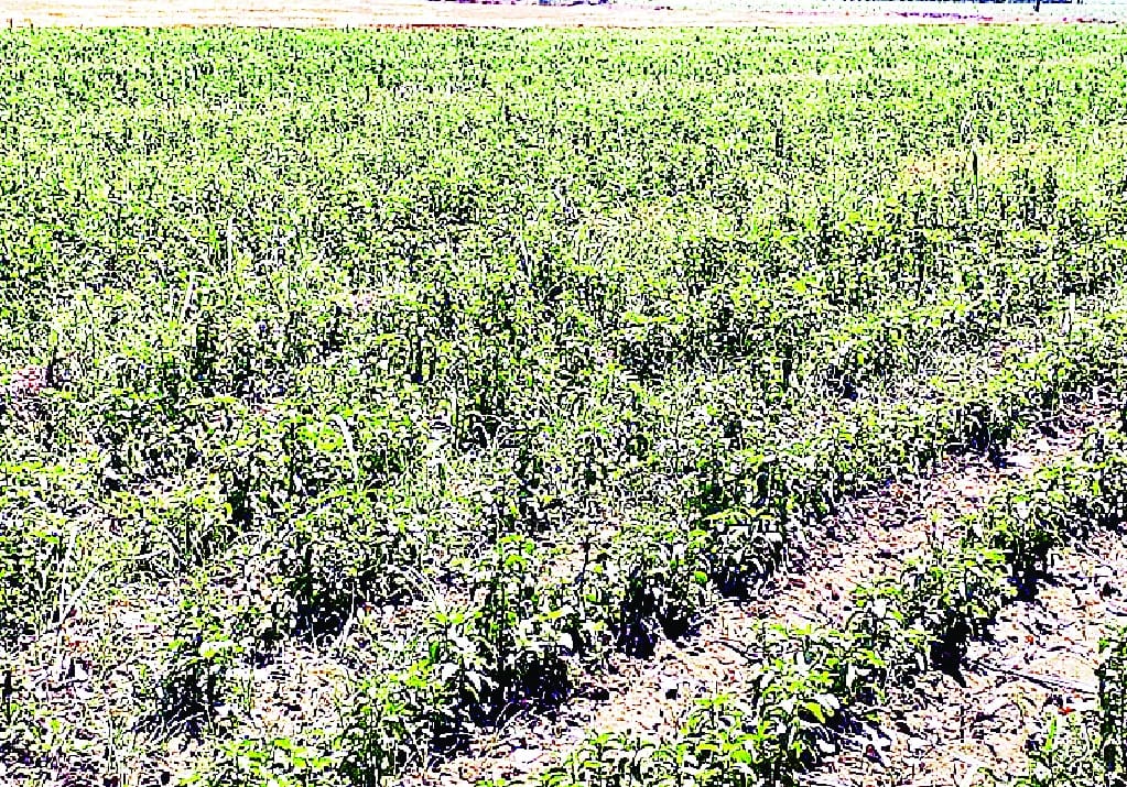 रेन गन से बेहतर होगी फसल की सिंचाई
