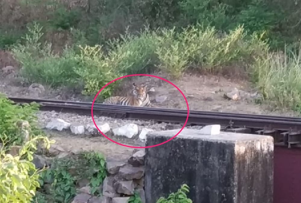 A tiger sits on a railway track in bahraich.