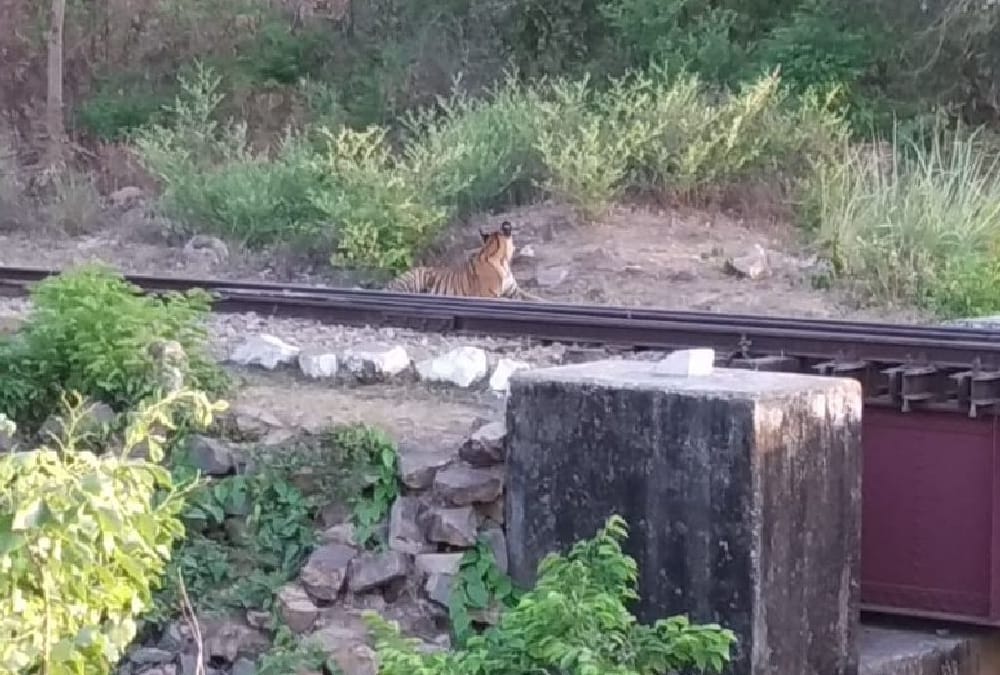 A tiger sits on a railway track in bahraich.