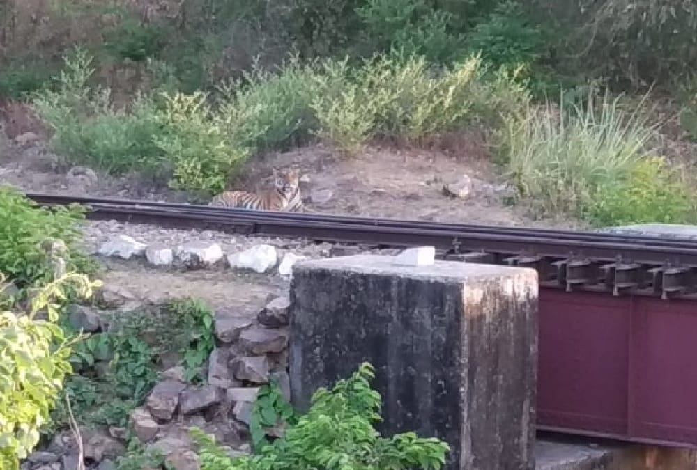 A tiger sits on a railway track in bahraich.