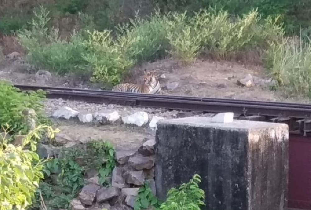 A tiger sits on a railway track in bahraich.