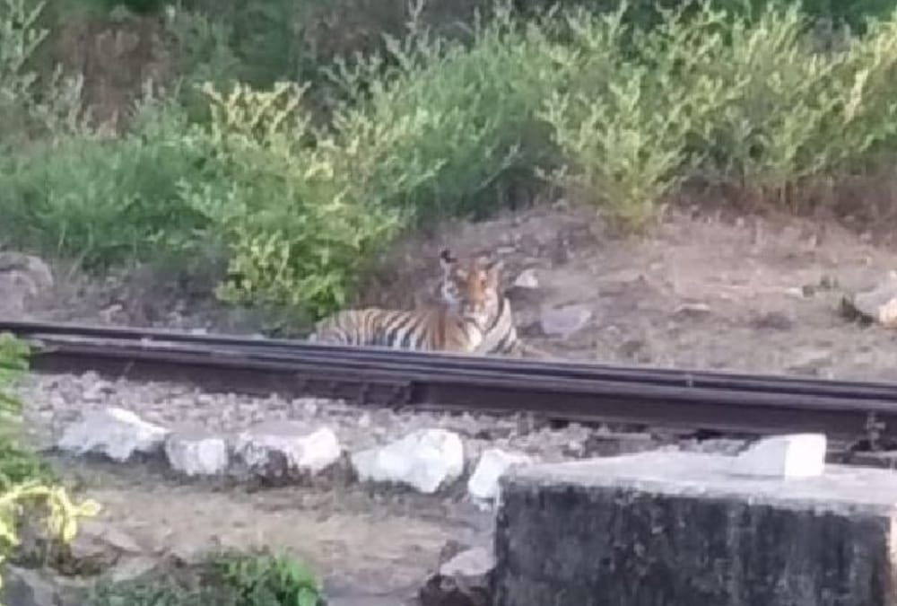 A tiger sits on a railway track in bahraich.