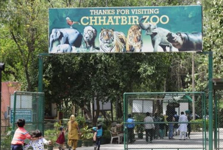 Chhatbir Zoo Zirakpur Entry Fees, Animals Embarassed from Heat and Sunshine