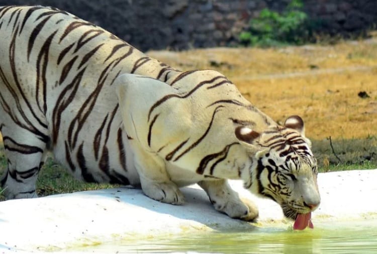 Chhatbir Zoo Zirakpur Entry Fees, Animals Embarassed from Heat and Sunshine