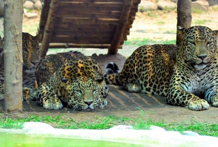 Chhatbir Zoo Zirakpur Entry Fees, Animals Embarassed from Heat and Sunshine