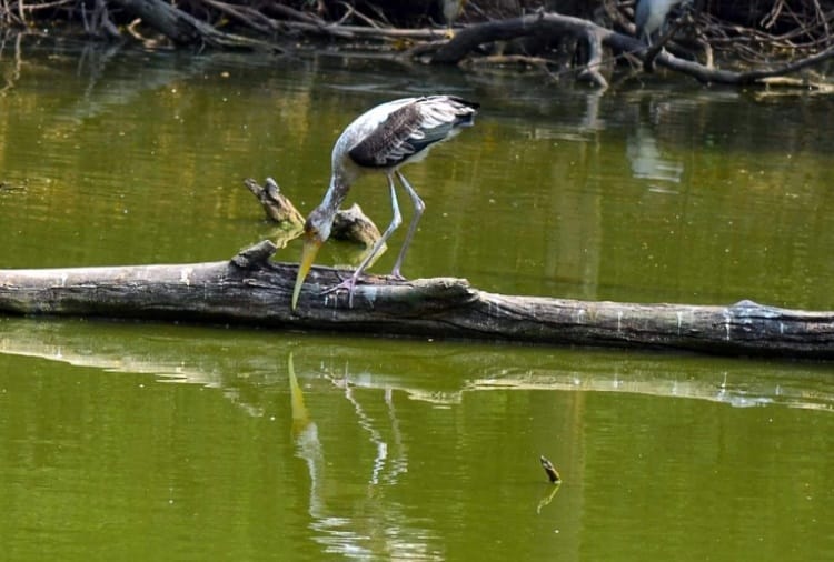 Chhatbir Zoo Zirakpur Entry Fees, Animals Embarassed from Heat and Sunshine