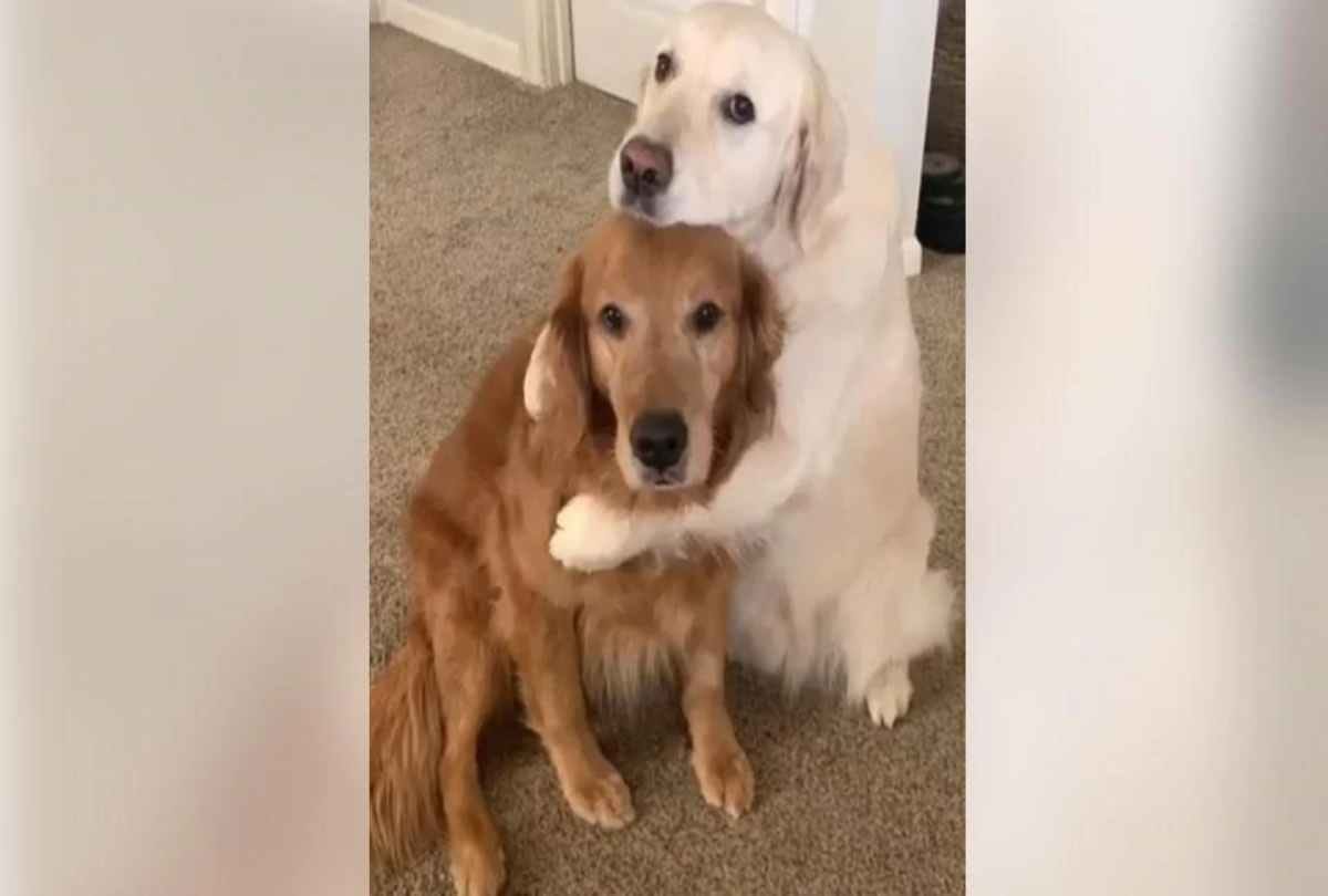 dogs apologize video viral on instagram